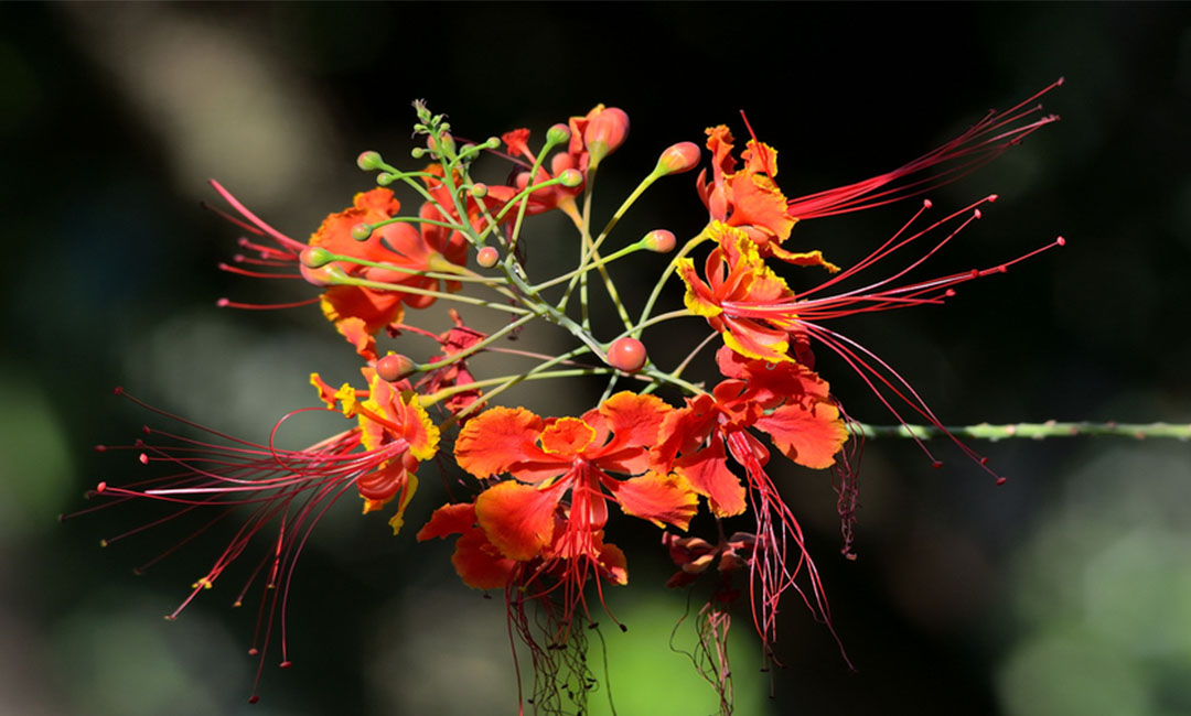 铜川花帮主百科词条创建案例